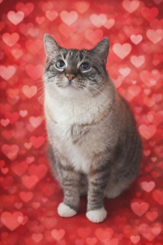 Picture of the Animal Listed